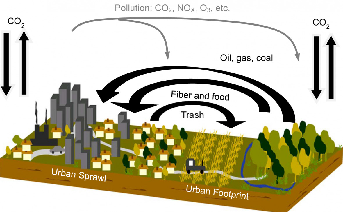 Der urbane Kohlenstoffkreislauf. Schwarze Pfeile markieren den direkten Kohlenstoffaustausch. Graue Pfeile stehen für indirekte Auswirkungen von Städten. (c) IASS/Galina Churkina
