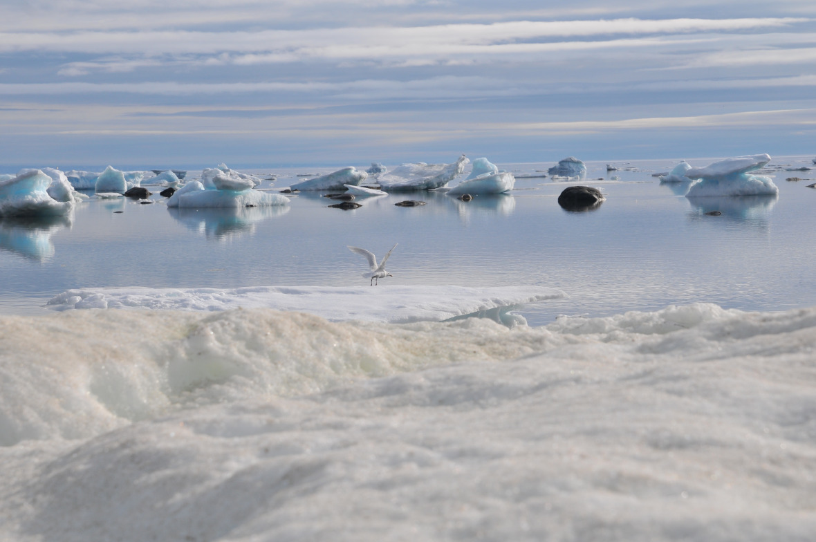 Das Meereis in der Arktis schmilzt seit einigen Jahren schneller als zuvor. (c) Karsten Häcker