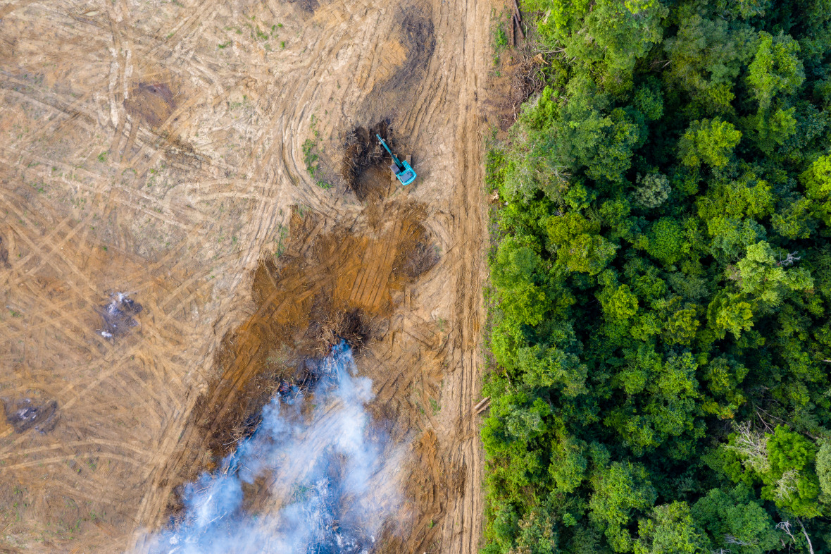 Deforestation clears the way for new rubber and oil palm plantations.