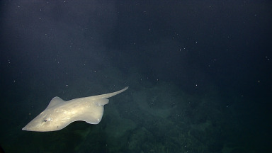 A deep-sea skate glides through a cloud of diffused "smoke" of mineral-laden waters from hydrothermal vents.