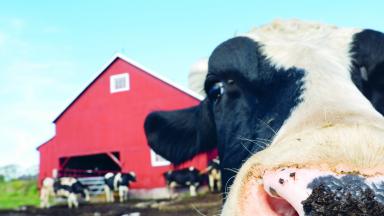 Ein Großteil des Eiweißes aus der Nahrung von Kühen wird zu Ammoniak abgebaut. Eiweißarmes Futter führt zu niedrigeren Ammoniak-Emissionen. Wenn der Bedarf an Aminosäuren gedeckt ist, hat eiweißarmes Futter keine Nachteile für Tiergesundheit und Tierwohl. © shutterstock/Gary Blakeley