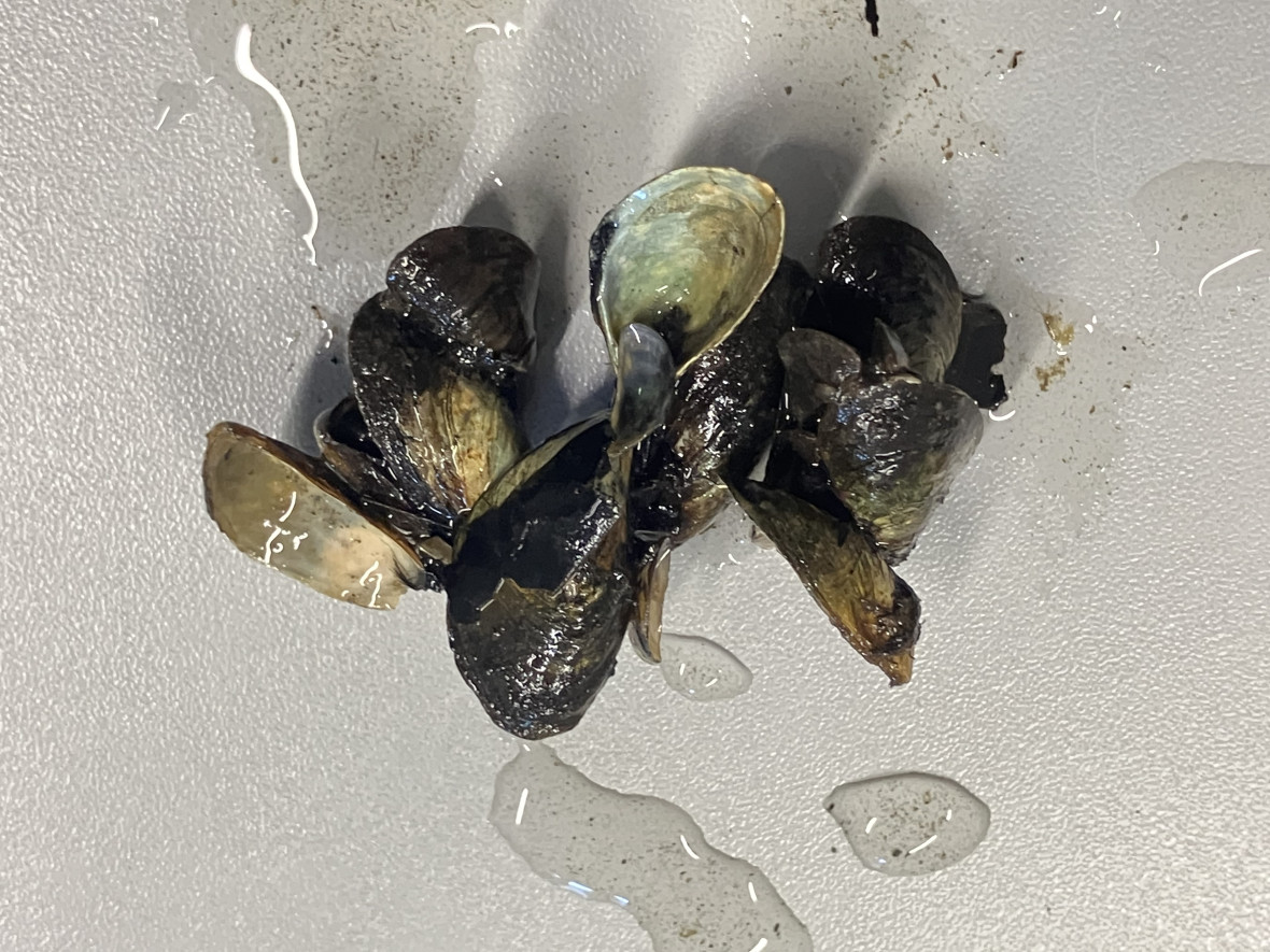 The quagga is an invasive mussel that is colonising many of Berlin’s freshwater bodies.