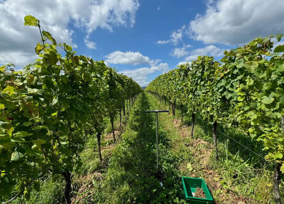 Spreading ground basalt on a field in the Eifel region, Western Germany.