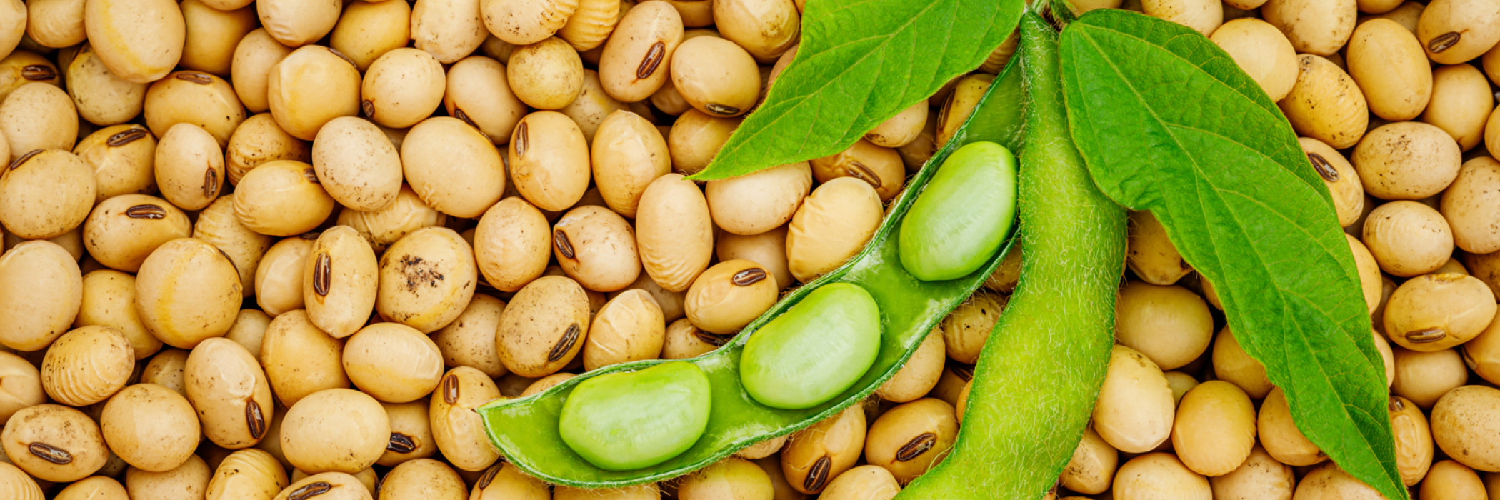 Brazil is the world's most important exporter of soybeans.